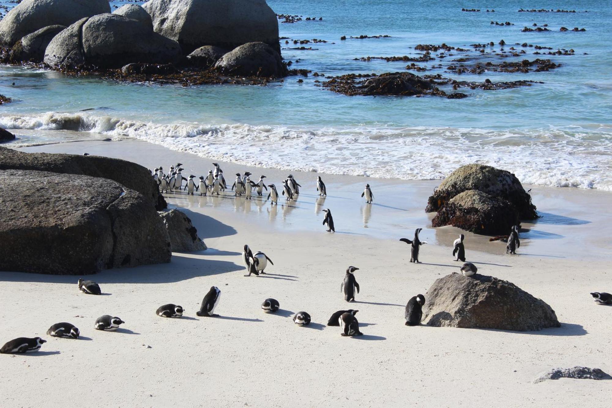 Boulders Beach House Simonʼs Town エクステリア 写真