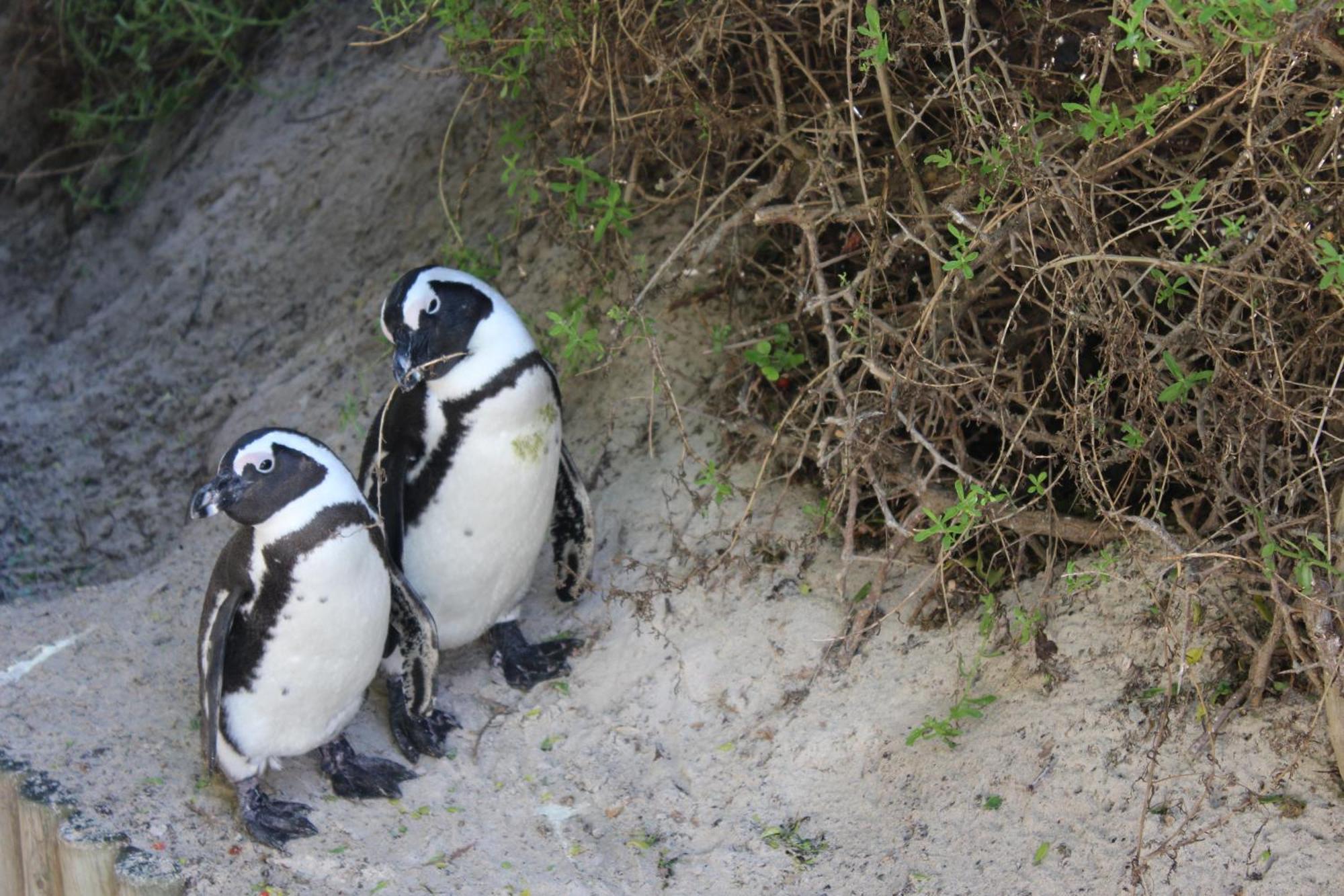 Boulders Beach House Simonʼs Town エクステリア 写真